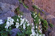 44 Bellissime fioriture bianche sulle rocce rosse di verrucano